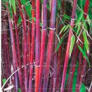 Rare Moso red Bamboo Seeds 100+