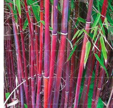Rare Moso red Bamboo Seeds 100+