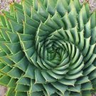 Rare 5 seeds African Spiral Aloe