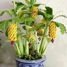 Rare 30 Pcs Dwarf Banana Seeds