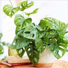 Rare Monster Opliqua Evergreen Hybrid 50 Seeds