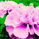 Rare 200 Rose Pink Color French Marigold seeds