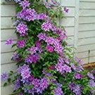 Rare 100 pcs/bag Blue Clematis Seeds
