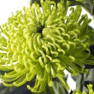 Rare 200 Chrysanthemum seeds