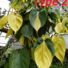 Rare 100 philodendron Seeds