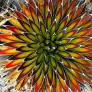 Rare 5 pcs Agave macroacantha seeds