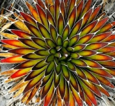 Rare 5 pcs Agave macroacantha seeds