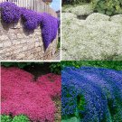 Rare 100 pcs/bag Creeping Thyme Seeds or Blue ROCK CRESS Seeds