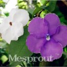 Rare New a Bag Rare Deep Blue Brunfelsia 20+ Seeds