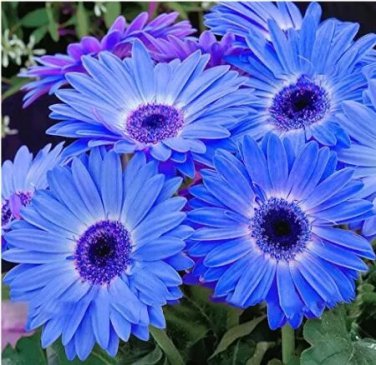 Rare 100 Pcs/Pack Gerbera Daisy Seeds Majorette Blue