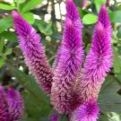 Rare 200 PCS / bag Purple Flamingo Cockscomb Seeds