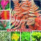 Rare 100 pcs Garden Fern Seeds Rare Creeper Vines Grass Seed