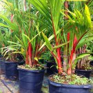 Rare Lipstrick Palm Cyrtostachys 10 seeds