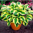 Rare 150 pcs/bag beautiful Hosta Plants Seeds