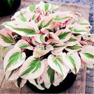 Rare 150 pcs/bag beautiful Hosta Plants Seeds