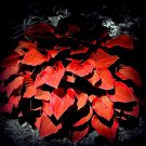 Rare 150 pcs/bag beautiful Hosta Plants Seeds