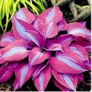 Rare 150 pcs/bag beautiful Hosta Plants Seeds