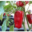 Rare heirloom Aleppo pepper (pure strain) 25+ Fresh Organic Seeds