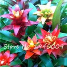 Rare 20 pcs/lot Cactus Bromeliad Seeds