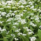Rare 50 pcs Ramsons, Wild Garlic seeds
