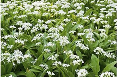Rare 50 pcs Ramsons, Wild Garlic seeds