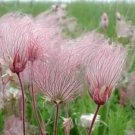 Rare 100 PCS Geum triflorum Seeds Prairie smoke Flowers