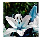 Rare 50 Pcs Blue Heart Lily Seeds Potted Plant Bonsai Lily Flower Seeds