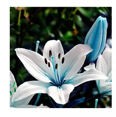 Rare 50 Pcs Blue Heart Lily Seeds Potted Plant Bonsai Lily Flower Seeds