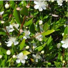 Rare BELLFARM Myrtus communis 50 seeds