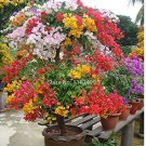 Rare 100 pcs Mix-color 'Bougainvillea Spectabilis Willd Seeds