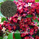 Rare 100 Pcs/Lot Indian Sandalwood Tree Seeds