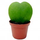 Rare Hoya kerrii Seeds December orchid Family Bonsai Garden Supplies 100 Seeds