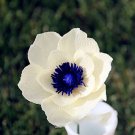 Rare 50 Seeds Japanese Anemone Flower Seeds Planting Office Miniplants