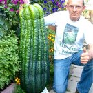 Rare Turkey Giant Cucumber Seeds 50PCS/pack