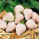 Rare White Strawberry Seeds The Hottest Fruits in Japan 100 PCS/pack