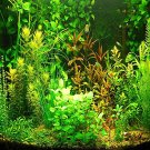 Rare Aquarium Grass Seeds Water Aquatic Plant Seeds (Mix Included 15 Kinds) 1000PCS/pack