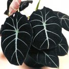 Rare Alocasia Elephant Ear Seeds Taro 'Black Velvet' (Alocasia reginula) 20PCS/pack