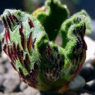 Rare Aeonium smithii Succulent Plant Seeds Smith’s Giant Houseleek 20PCS/pack