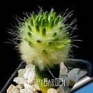 Rare 10 pcs/Lot Strombocactus disciformis Cactus Seeds