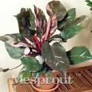 Rare 20 pcs Philodendron Erubescens Seeds