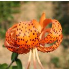 Rare 50 Pieces Tiger Skins Lilium Brownii Flower Seeds Balcony Bonsai