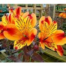 Rare 100 Seeds Alstroemeria seeds Peruvian Lily Alstroemeria