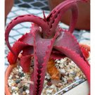 Rare ALOE vanbalenii 2 PCS Seeds