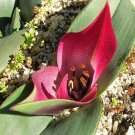 Rare ONLY ONE Piece Androcymbium latifolium South African Plant Seeds