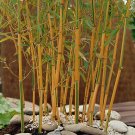 Rare 50 PCS Yellow Fresh Bamboo Seeds - Fargesia / Borinda Fungosa