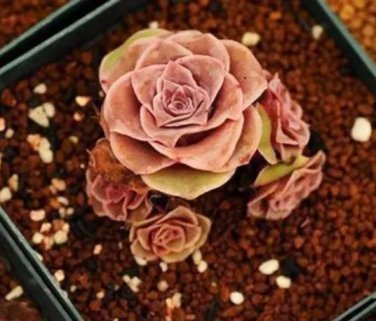 Rare 10 PCS G.aurea El Hierro seeds