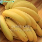 Rare 100 pcs Big Hainan Yellow Banana Seeds