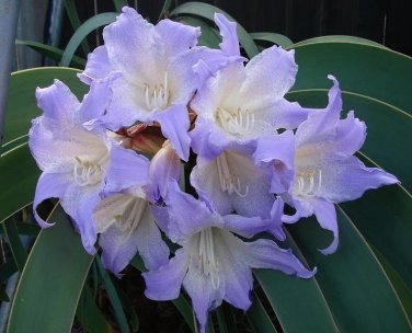 Rare 100 Pcs/Pack Amaryllis Seeds