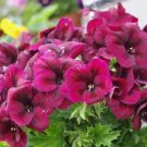 Rare BELLFARM Geranium Dark Red Light Purplish Semidouble Flowers 10 Seeds