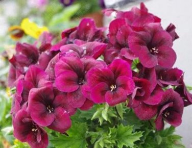 Rare BELLFARM Geranium Dark Red Light Purplish Semidouble Flowers 10 Seeds